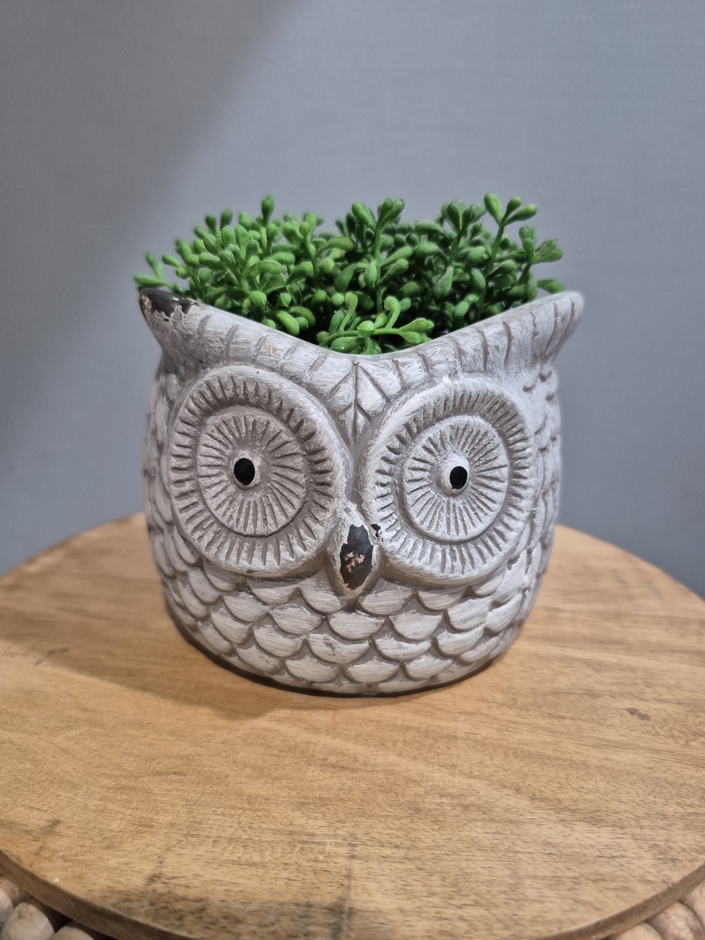 Faux Stone Owl Planter with Succulent – Fits 3.5” Pots